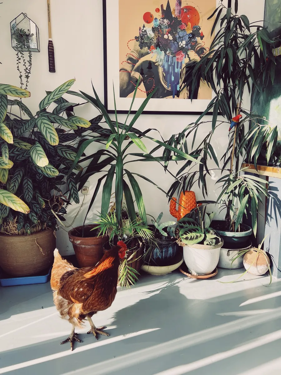 A hen wandering past potted plants under a bold framed print