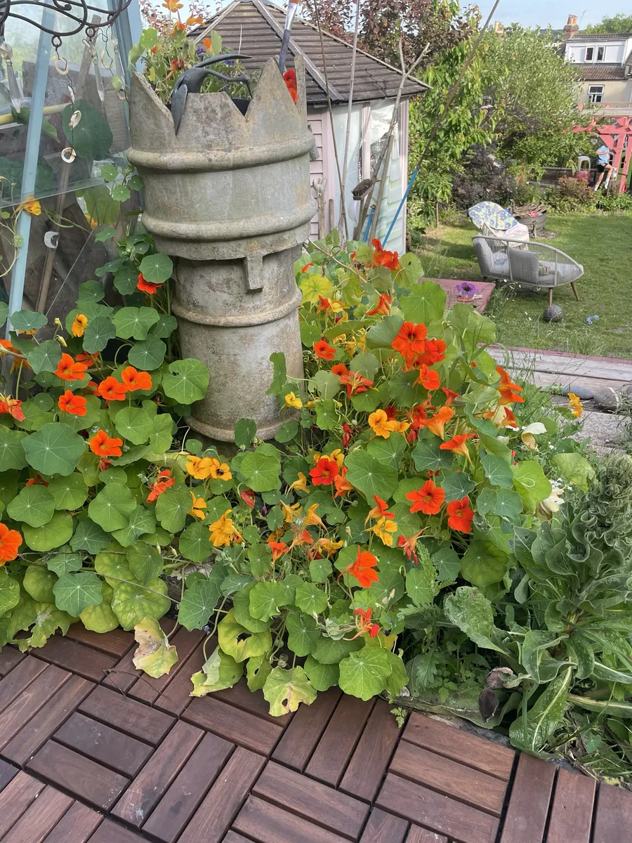 An old chimney pot planter in a tumble of orange nasturtiums