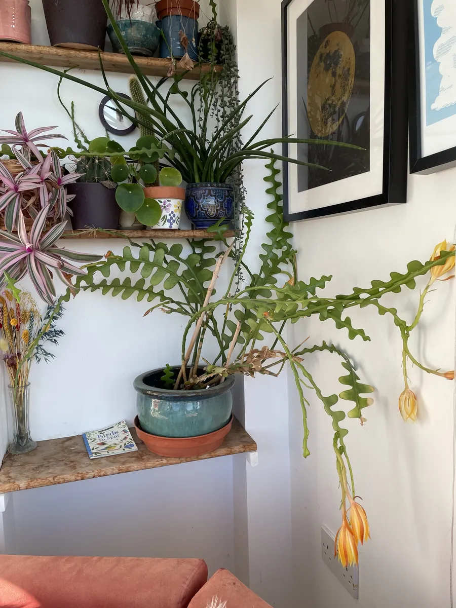 A flowering fishbone cactus on a shelf of house plants
