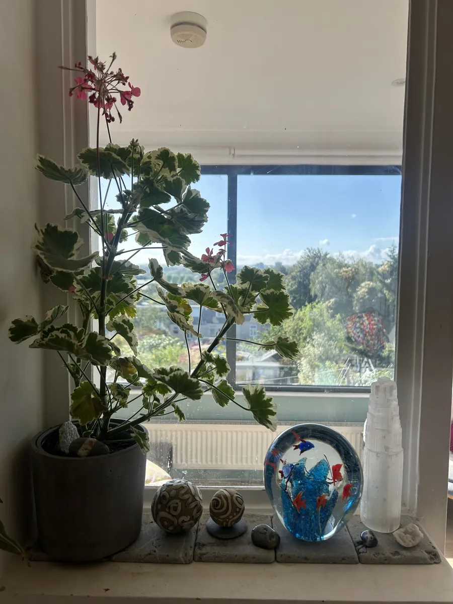 A variegated geranium, glass paperweight and selenite tower on a windowsill