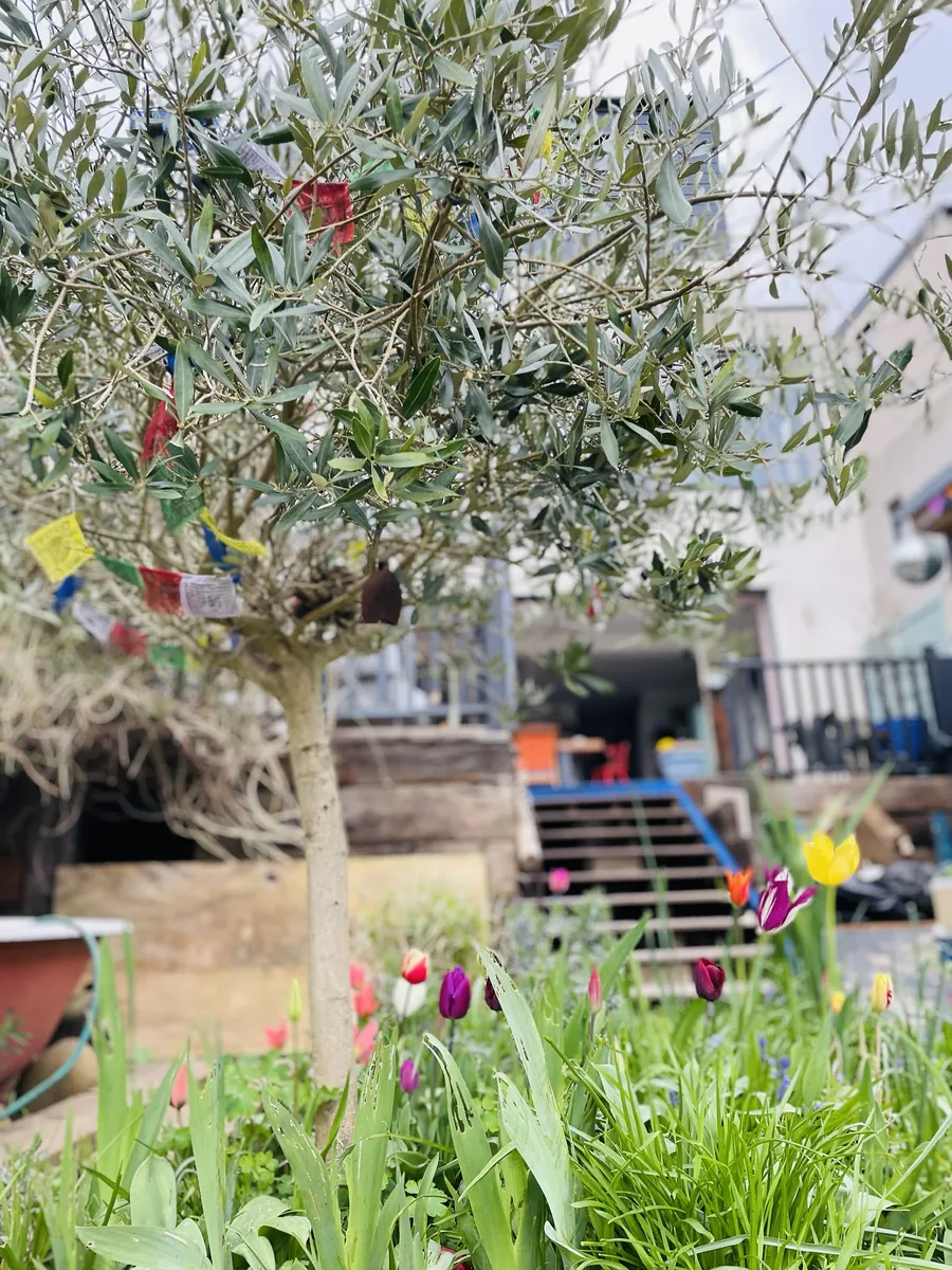 An olive tree hung with prayer flags above a bed of tulips