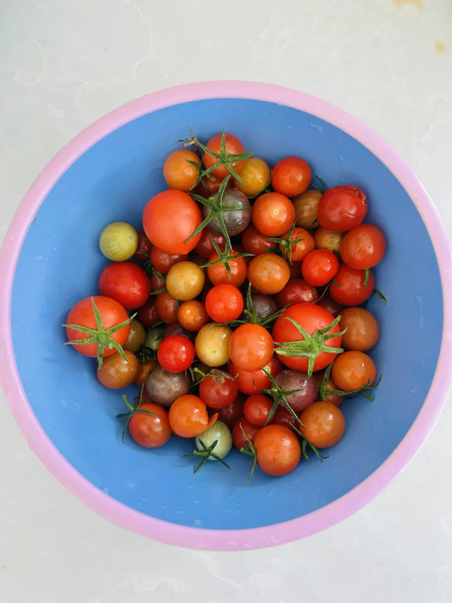 Home-grown cherry tomatoes in a pink and blue bowl